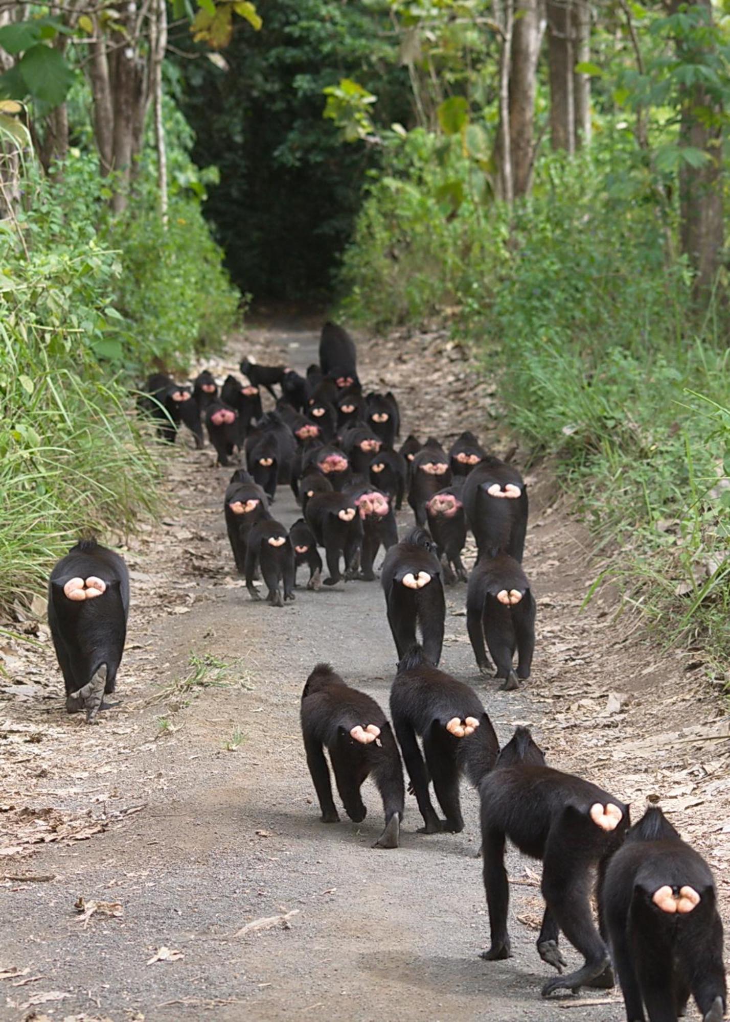 Hotel Tangkoko Macaca Rinondoran Exteriér fotografie