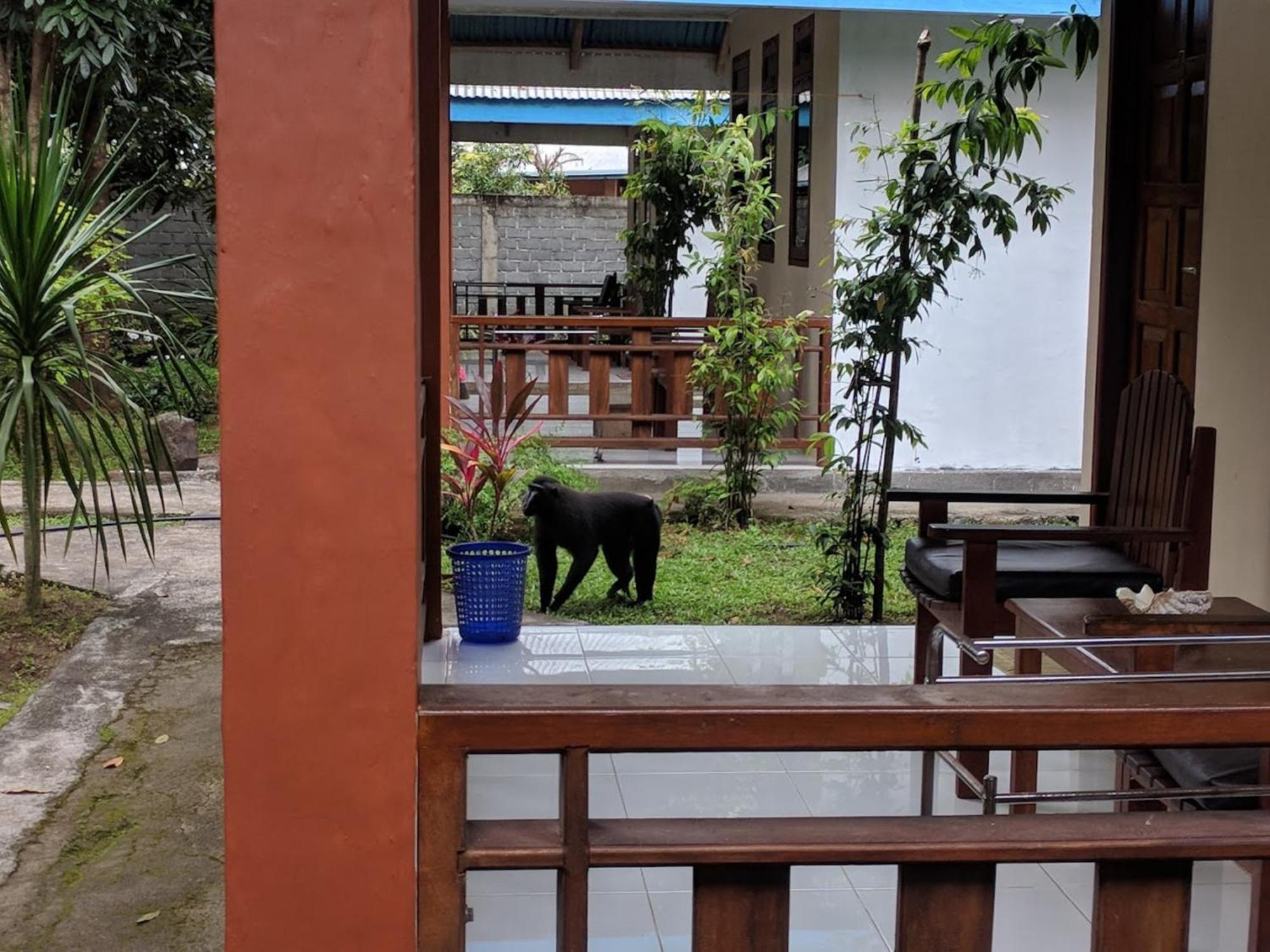 Hotel Tangkoko Macaca Rinondoran Exteriér fotografie