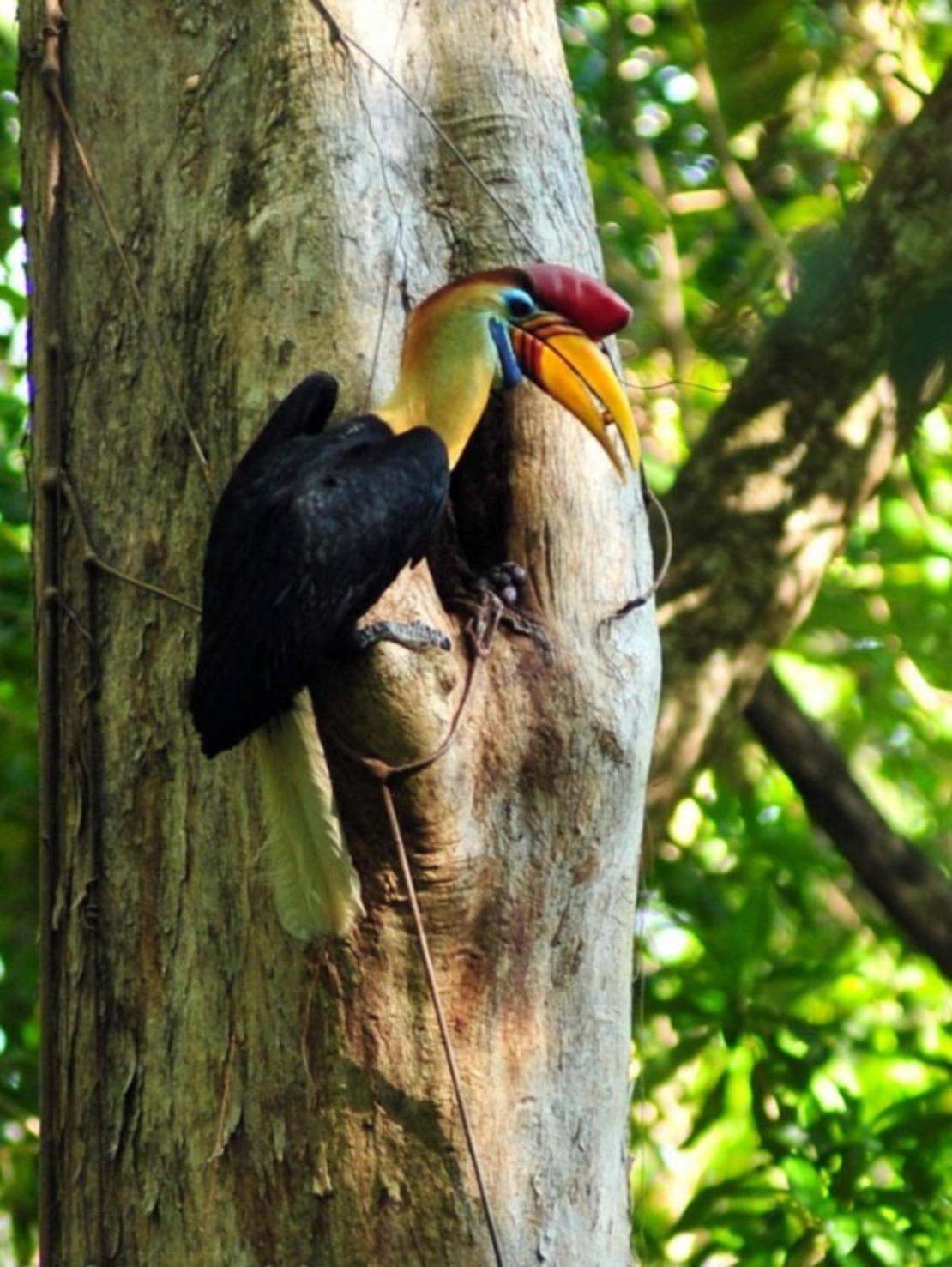 Hotel Tangkoko Macaca Rinondoran Exteriér fotografie