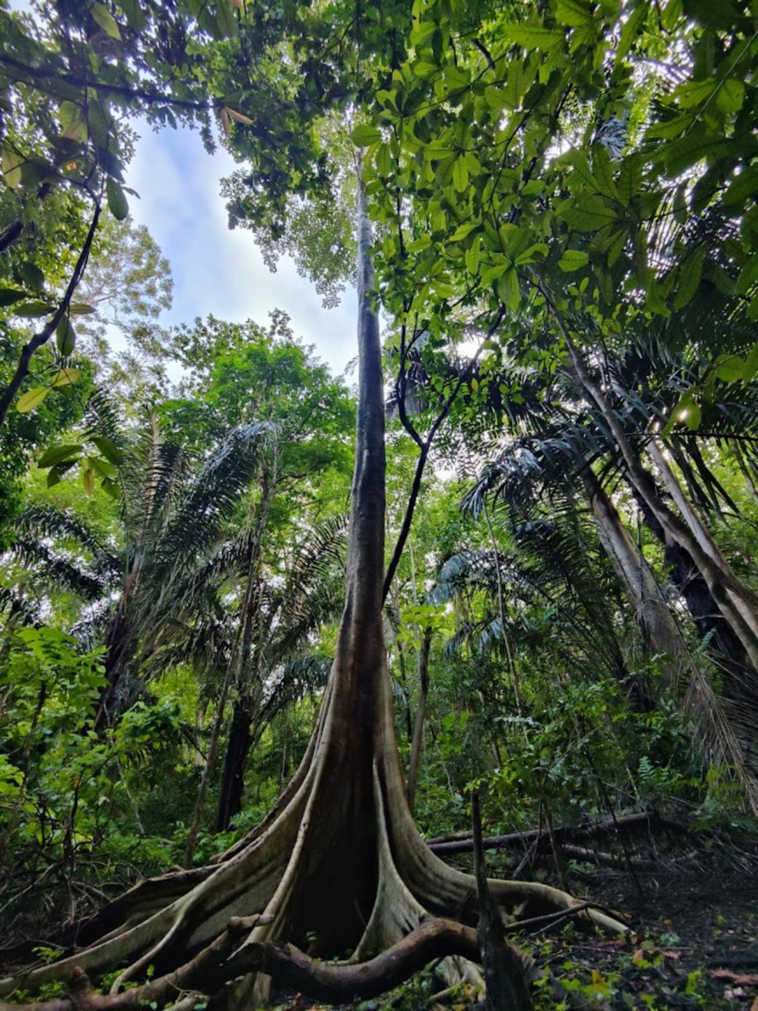 Hotel Tangkoko Macaca Rinondoran Exteriér fotografie
