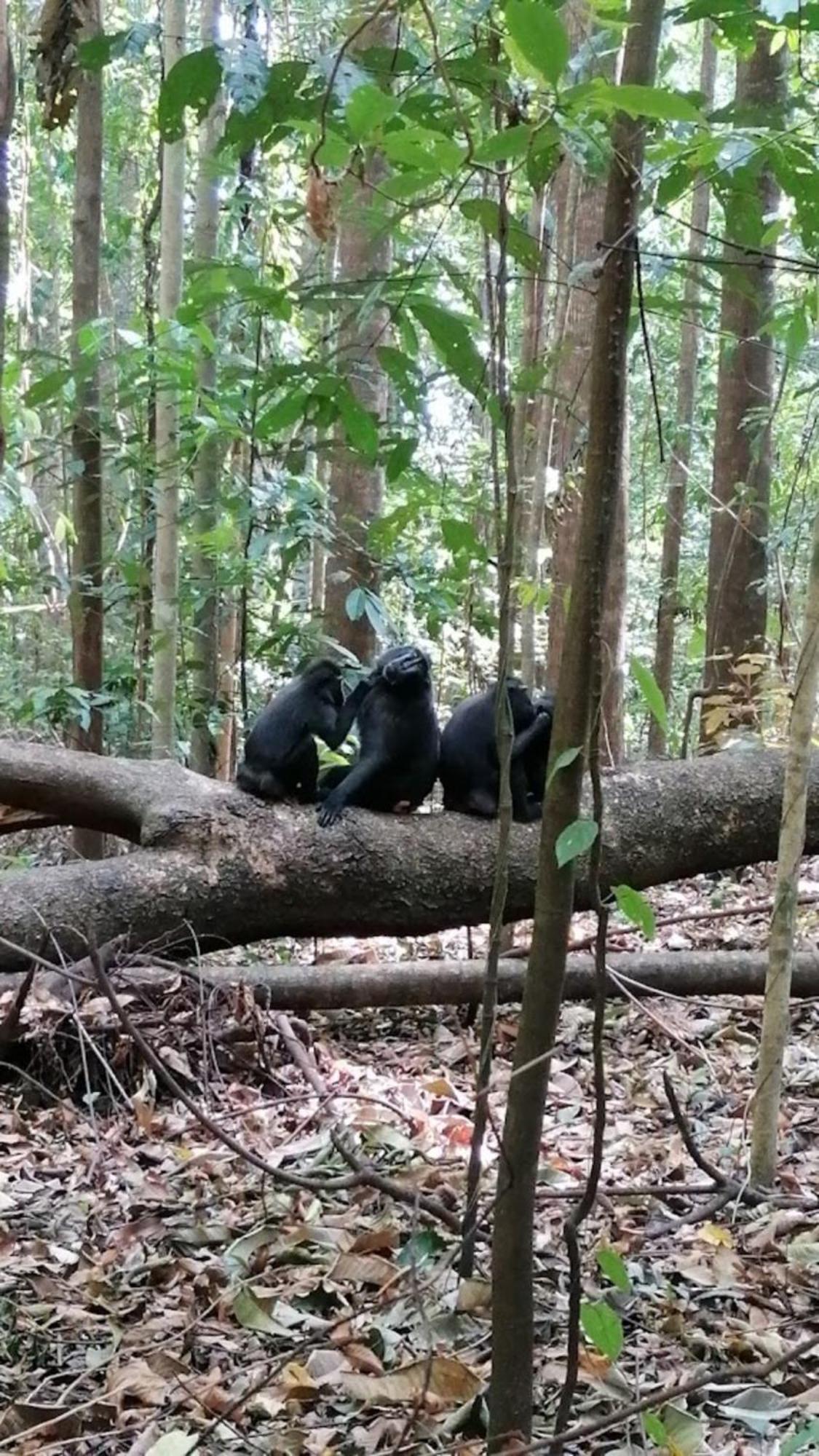 Hotel Tangkoko Macaca Rinondoran Exteriér fotografie